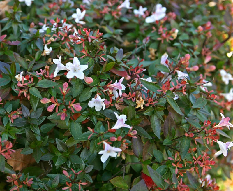 Abelia Grandiflora