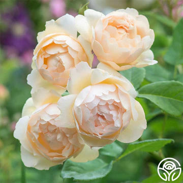 Wollerton Old Hall™